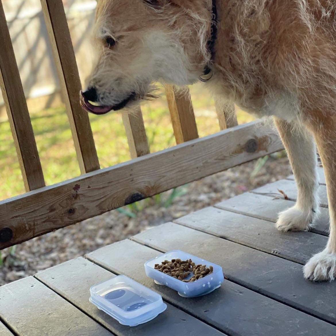 The Dog Go-Bowl