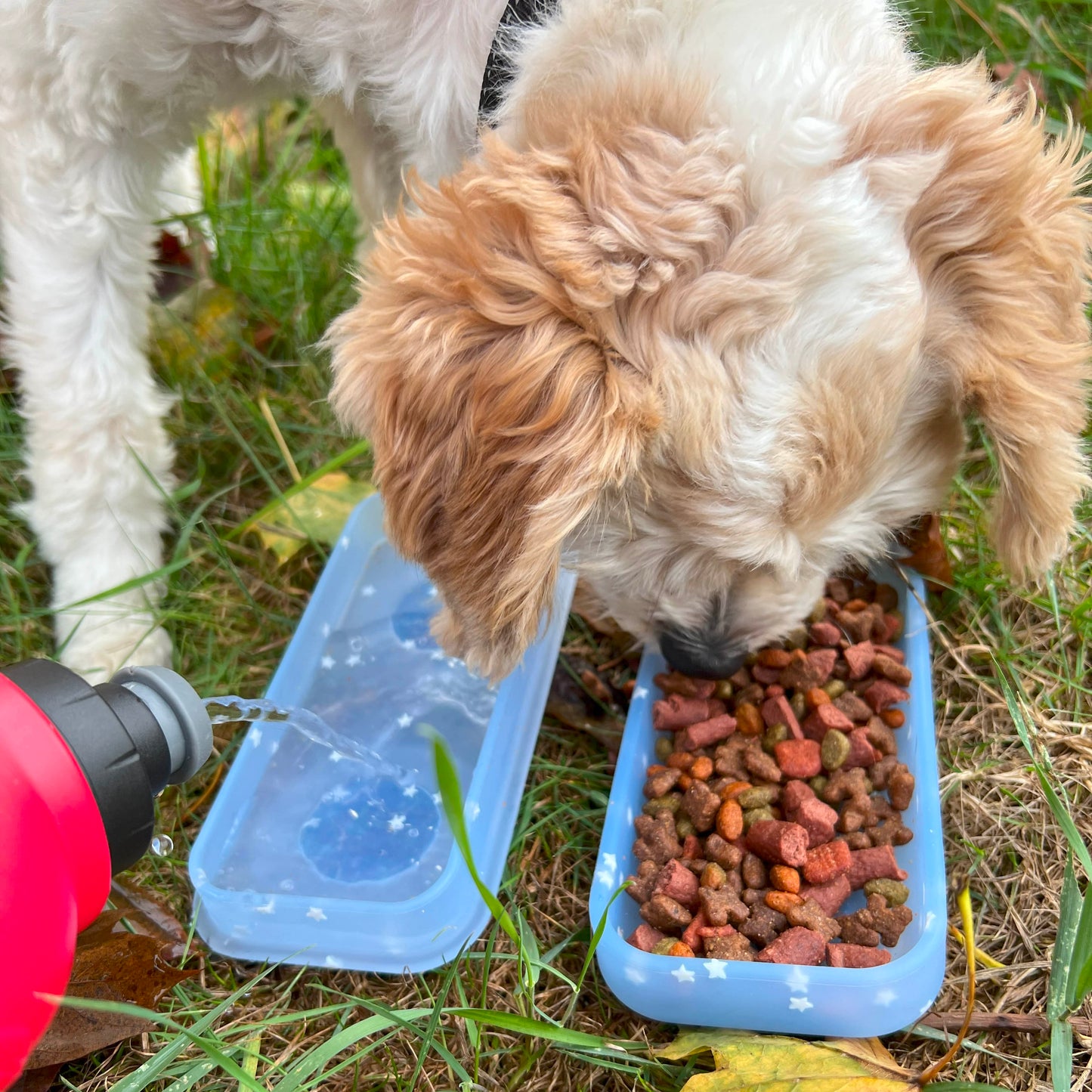The Dog Go-Bowl