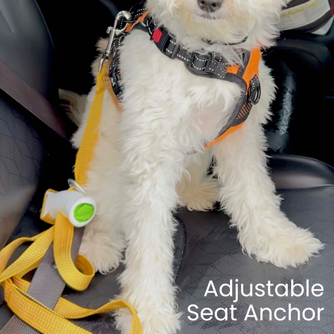 Quick-Control Dog Leash