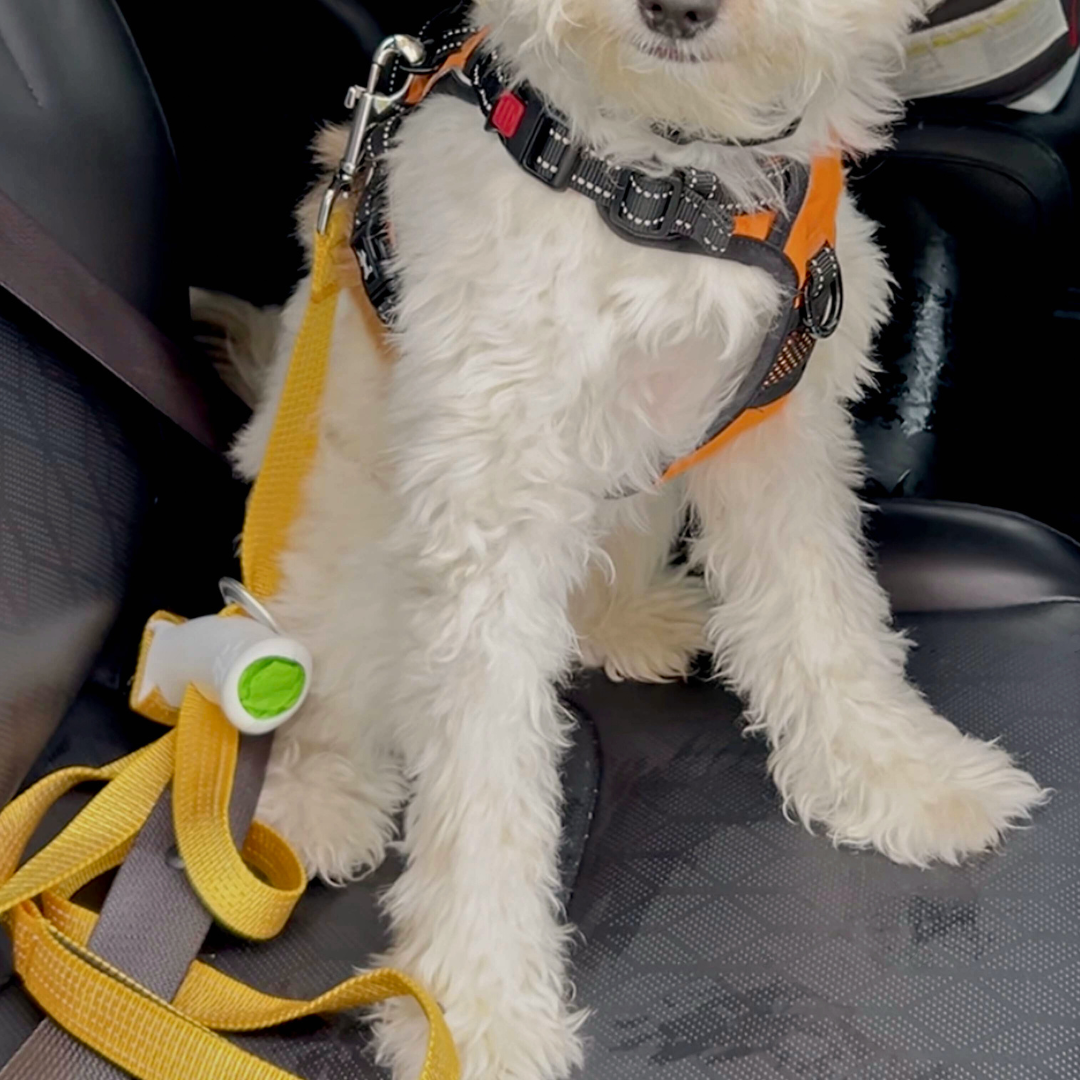Quick-Control™ Adjustable Traffic Leash